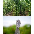 ウガンダ ブルボンバニラビーンズ Lake Victoria 1本
