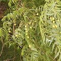ニームオイル(土壌改良・虫除け)※卸非対応小売限定