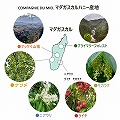 マダガスカルはちみつ ナツメ カンパニー・デュ・ミエル 210G