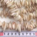 貝ガラビーズ 一連(旧S5202B)