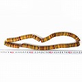 プラスチックココナツビーズ(レコード盤ビーズ)径1.2-2.0CM 2601 一点物