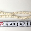 オーストリッチ白殻ビーズ 細　2601