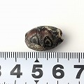 ローマンアイビーズ古 ファクルン バラ 2602 一点物