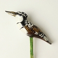 木製鳥ガーデンスティック カワセミ 40CM