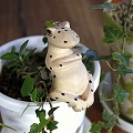 メル動物 ヨガエル ナチュラル