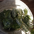 帽子型 植木鉢ホルダー