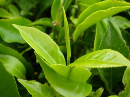 アフリカの食品 ケニア紅茶 コーヒー チョコレート ドライマンゴー はちみつ アルガンオイル シアバター 無農薬 無添加 Africantable アフリカンテーブル アフリカンスクエアー